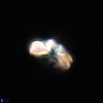Cyclagelosphaera tetracycla 64229
