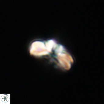Cyclagelosphaera tetracycla 64229