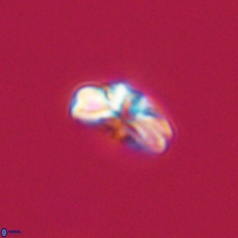 Cyclagelosphaera tetracycla 64230