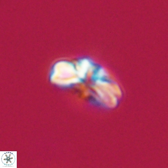 Cyclagelosphaera tetracycla 64230