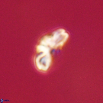 Cyclagelosphaera tetracycla 64232