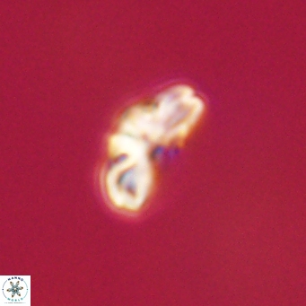 Cyclagelosphaera tetracycla 64232