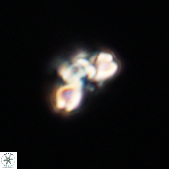Cyclagelosphaera tetracycla 64233
