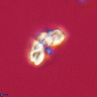 Cyclagelosphaera tetracycla 64234