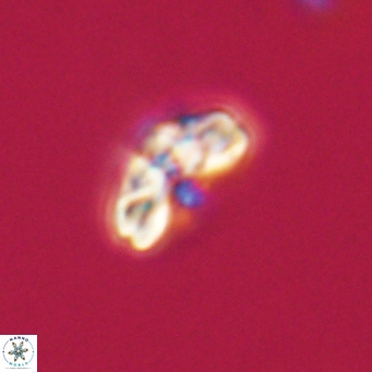 Cyclagelosphaera tetracycla 64234