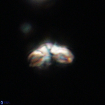 Cyclagelosphaera tetracycla 64238