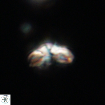 Cyclagelosphaera tetracycla 64238