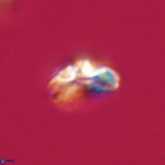Cyclagelosphaera tetracycla 64239