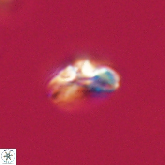Cyclagelosphaera tetracycla 64239