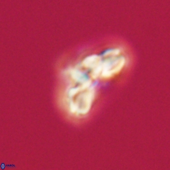 Cyclagelosphaera tetracycla 64241