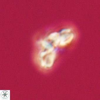 Cyclagelosphaera tetracycla 64241