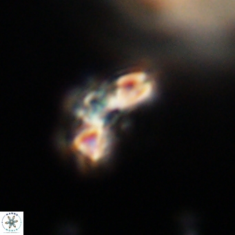 Cyclagelosphaera tetracycla 64242