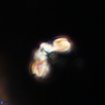 Cyclagelosphaera tetracycla 64243