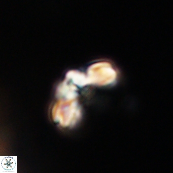 Cyclagelosphaera tetracycla 64243