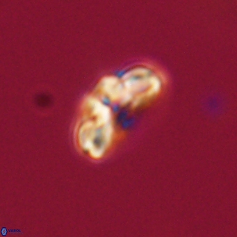 Cyclagelosphaera tetracycla 64244