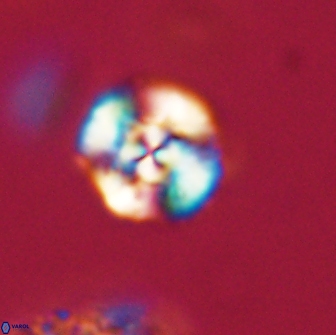 Cyclagelosphaera tetracycla 64245