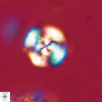 Cyclagelosphaera tetracycla 64245