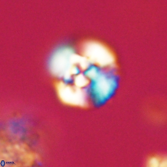 Cyclagelosphaera tetracycla 64247