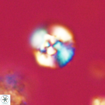 Cyclagelosphaera tetracycla 64247