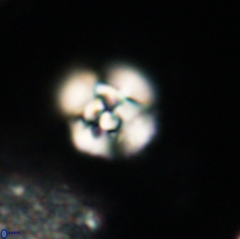 Cyclagelosphaera tetracycla 64248