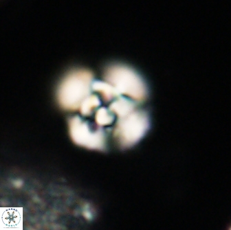 Cyclagelosphaera tetracycla 64248