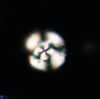 Cyclagelosphaera tetracycla 64249
