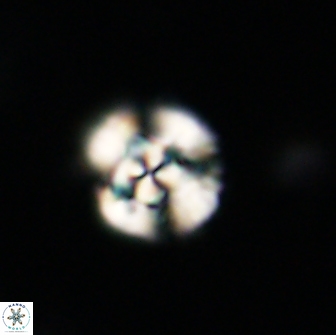 Cyclagelosphaera tetracycla 64249