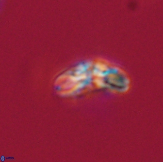 Cyclagelosphaera tetracycla 64250