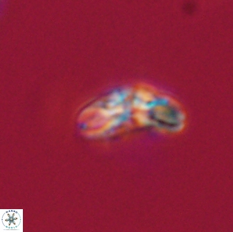 Cyclagelosphaera tetracycla 64250