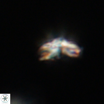 Cyclagelosphaera tetracycla 64251