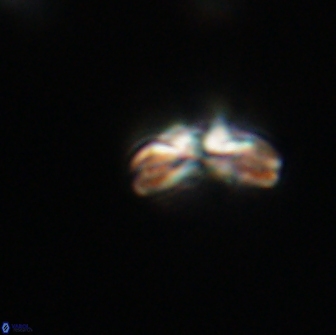 Cyclagelosphaera tetracycla 64252