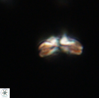 Cyclagelosphaera tetracycla 64252