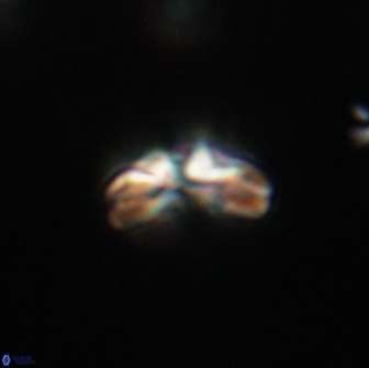 Cyclagelosphaera tetracycla 64253