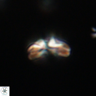 Cyclagelosphaera tetracycla 64253