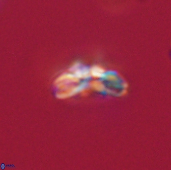 Cyclagelosphaera tetracycla 64254