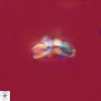 Cyclagelosphaera tetracycla 64254
