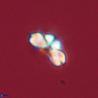 Cyclagelosphaera tetracycla 70400