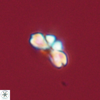Cyclagelosphaera tetracycla 70400