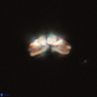 Cyclagelosphaera tetracycla 70403