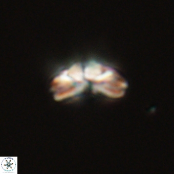 Cyclagelosphaera tetracycla 70403