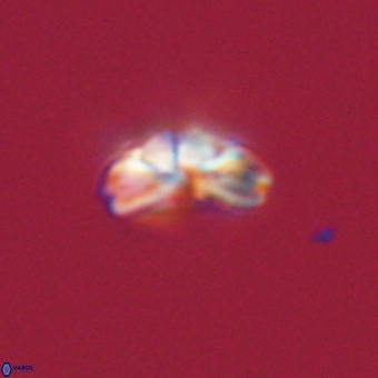 Cyclagelosphaera tetracycla 70404
