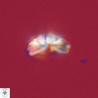 Cyclagelosphaera tetracycla 70404