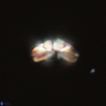 Cyclagelosphaera tetracycla 70405