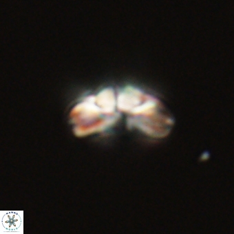 Cyclagelosphaera tetracycla 70405
