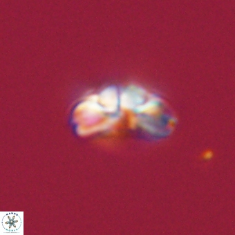 Cyclagelosphaera tetracycla 70406
