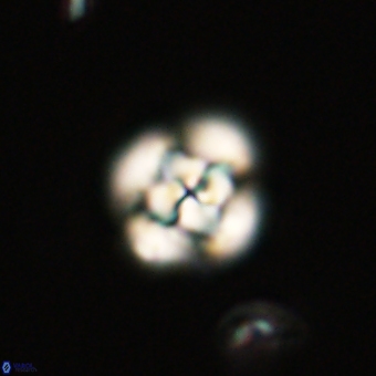 Cyclagelosphaera tetracycla 70373