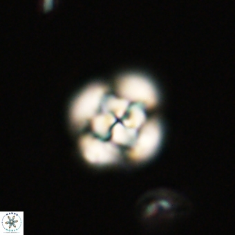 Cyclagelosphaera tetracycla 70373