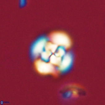 Cyclagelosphaera tetracycla 70374