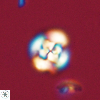Cyclagelosphaera tetracycla 70374