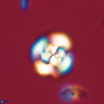 Cyclagelosphaera tetracycla 70375
